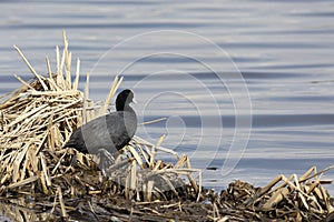 An adult Eurasian coot stands on old reeds on lake