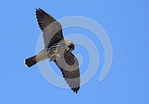 Adult Eurasian hobby Falco subbuteo flying with dragonfly catched in claws