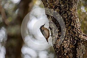 Adult Eurasian Nuthatch camouflaged with the bark of an oak