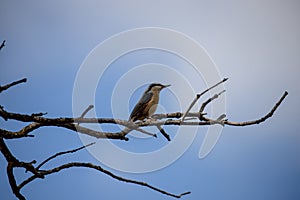 Adult Eurasian Nuthatch perched on a tree branch with blue sky in the background