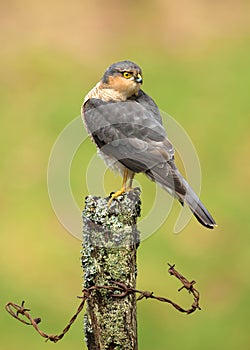 Adult Eurasian Sparrowhawk (Accipiter nisus) perching on a post