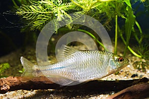 Adult European bitterling, Rhodeus amarus, little decorative fish play in a temperate freshwater biotope aquarium with driftwood