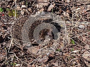 Adult European hedgehog (Erinaceus europaeus) with focus on face and eye in spring awaken after winter.