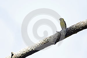 An adult european serin perched on a tree branch in a city park of Berlin.