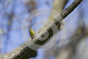 An adult european serin perched on a tree branch in a city park of Berlin.