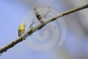 An adult european serin perched on a tree branch in a city park of Berlin.