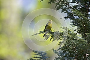 An adult european serin perched on a tree branch in a city park of Berlin.