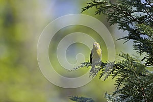 An adult european serin perched on a tree branch in a city park of Berlin.