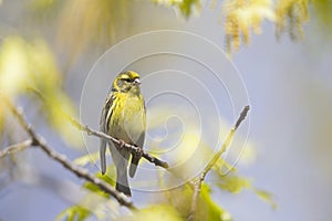 An adult european serin perched on a tree branch in a city park of Berlin.