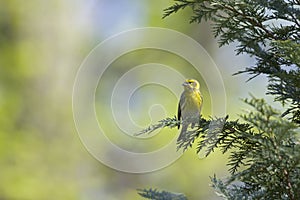An adult european serin perched on a tree branch in a city park of Berlin.