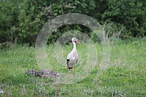 An adult European white stork bird walking near the nest on the green summer grass and eating frogs. Bird in nature