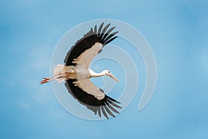 Adult European White Stork Flies In Blue Sky With Its Wings Spread Out