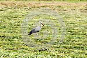 Adult European white stork standing in freshly cut green grass. stork in the field