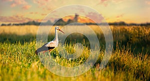 Adult European White Stork Standing In Green Summer Grass In Belarus. Wild Field Bird In Sunset Time