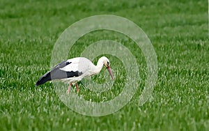 Adult European White Stork Standing In Green Summer Grass. Wild Field Bird In Sunset Time