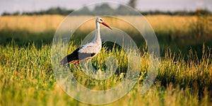 Adult European White Stork Standing In Green Summer Grass. Wild Field Bird In Sunset Time