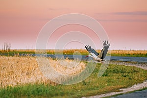 Adult European White Stork Taking Off From Agricultural Field In Belarus