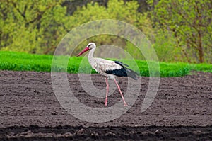 An adult European white stork walks through a plowed field in search of food. Adaptation of birds in the countryside