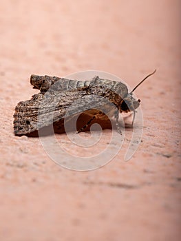 Adult Euteliid Moth