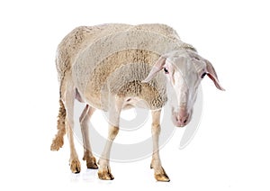 Adult ewe