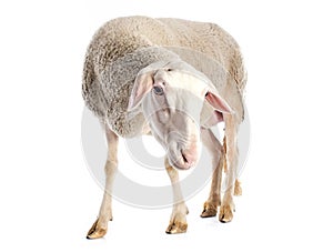 Adult ewe