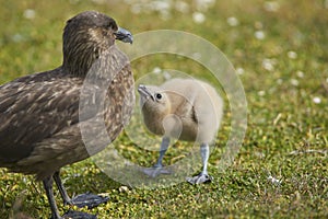 Adult Falkland Skua and chick