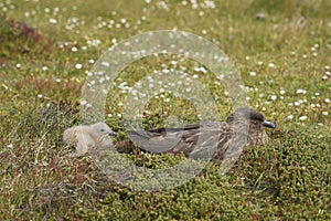 Adult Falkland Skua and chick