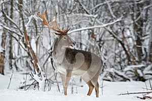 Adult Fallow Deer Buck Close Up. Majestic Powerful Fallow Deer, Dama dama, in Winter Forest.Wildlife Scene With Deer Stag. Male O