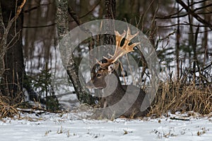 Adult Fallow Deer Buck Dama Dama , Side View. Grace Fallow Deer Buck Lies On The Snow In The Forest Undergrowth. Male Deer Fa