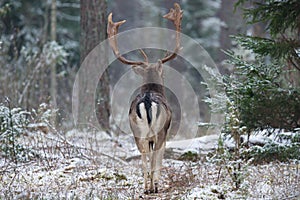 Adult Fallow Deer Buck, Goes Into The Forest, Back View. Majestic Powerful Adult Fallow Deer, Dama Dama, In Winter Forest, Belarus