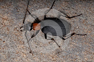 Adult False Bombardier Beetle