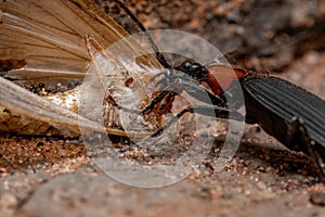 Adult False Bombardier Beetle preying on a moth