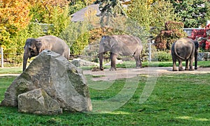 adult family and baby elephants standing at the zoo Praha feeding eat hay autumn