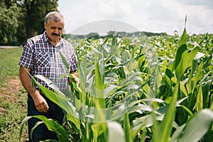 Adult farmer checking plants on his farm. agronomist holds tablet in the corn field and examining crops. Agribusiness