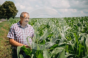 Adult farmer checking plants on his farm. agronomist holds tablet in the corn field and examining crops. Agribusiness