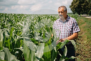 Adult farmer checking plants on his farm. agronomist holds tablet in the corn field and examining crops. Agribusiness