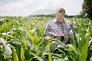 Adult farmer checking plants on his farm. agronomist holds tablet in the corn field and examining crops. Agribusiness