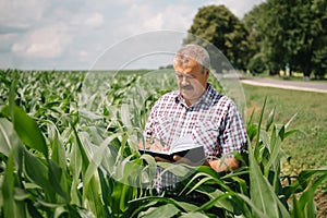 Adult farmer checking plants on his farm. agronomist holds tablet in the corn field and examining crops. Agribusiness