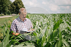 Adult farmer checking plants on his farm. agronomist holds tablet in the corn field and examining crops. Agribusiness