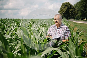 Adult farmer checking plants on his farm. agronomist holds tablet in the corn field and examining crops. Agribusiness