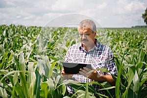 Adult farmer checking plants on his farm. agronomist holds tablet in the corn field and examining crops. Agribusiness