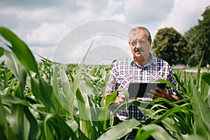 Adult farmer checking plants on his farm. agronomist holds tablet in the corn field and examining crops. Agribusiness