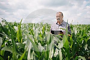 Adult farmer checking plants on his farm. agronomist holds tablet in the corn field and examining crops. Agribusiness