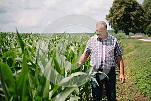 Adult farmer checking plants on his farm. agronomist holds tablet in the corn field and examining crops. Agribusiness