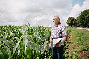 Adult farmer checking plants on his farm. agronomist holds tablet in the corn field and examining crops. Agribusiness