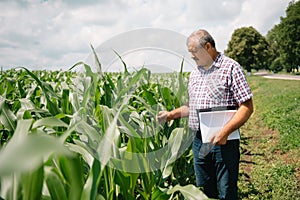 Adult farmer checking plants on his farm. agronomist holds tablet in the corn field and examining crops. Agribusiness