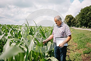 Adult farmer checking plants on his farm. agronomist holds tablet in the corn field and examining crops. Agribusiness