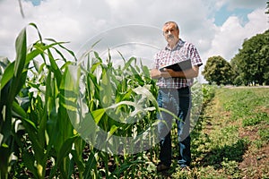 Adult farmer checking plants on his farm. agronomist holds tablet in the corn field and examining crops. Agribusiness