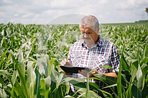 Adult farmer checking plants on his farm. agronomist holds tablet in the corn field and examining crops. Agribusiness concept.