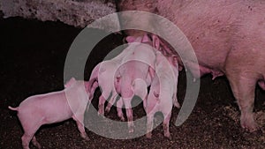 An adult, fat, dirty pig with little piglets on an indoor farm. Piglets eat milk from a sow.